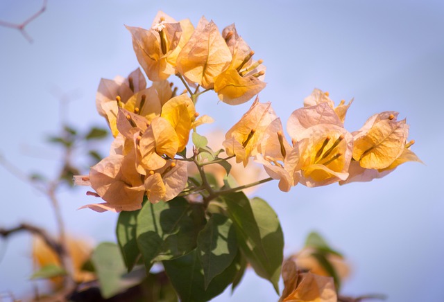 Free Yellow Flower Spring photo and picture