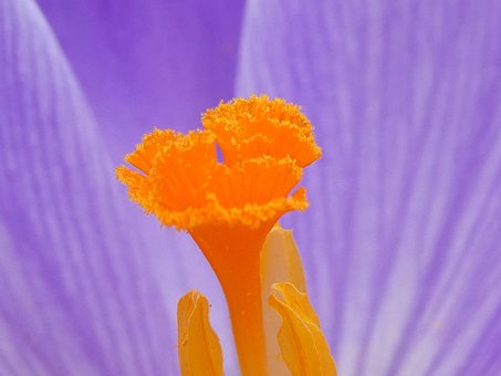 Blüte, Nahaufnahme, Stempel, Blume