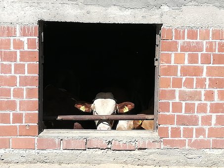 Kuh, Rind, Stall, Bauernhof