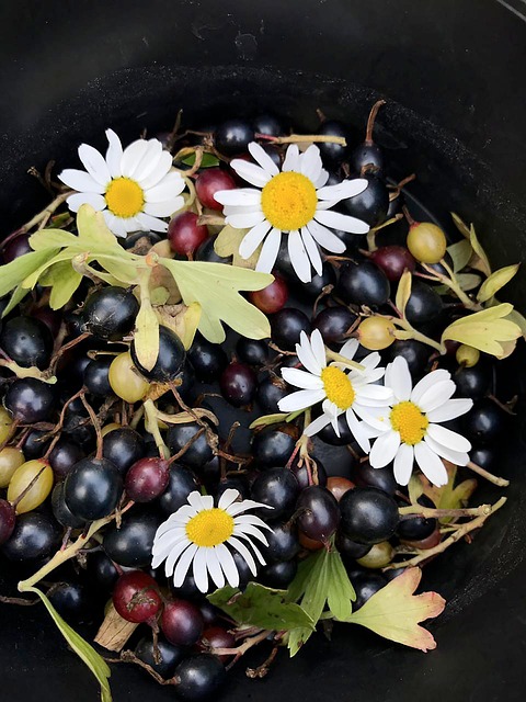 Free Flowers Chamomile photo and picture