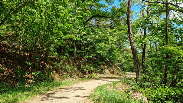 Free Forest Path Trail photo and picture