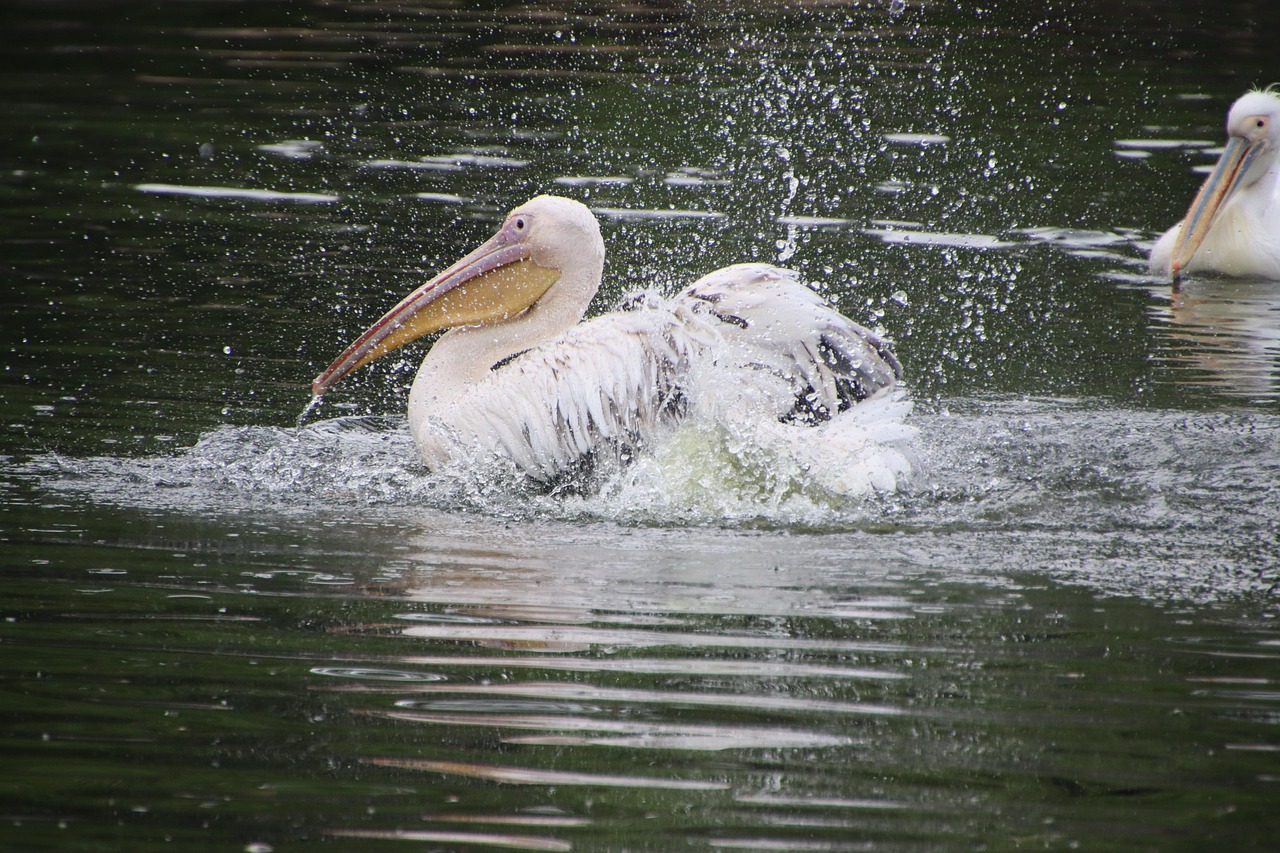Pelikanen Vogels Vijver Witte Gratis Foto Op Pixabay Pixabay pelikanen-vogels-vijver-witte-gratis-foto-op-pixabay-pixabay