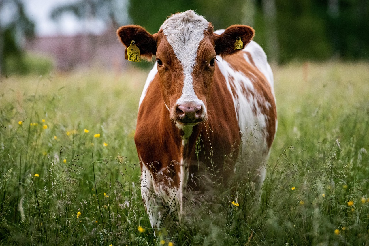 10 000 Free Cow Png Png Images Pixabay 10 000 Free Cow Png Png Images Pixabay