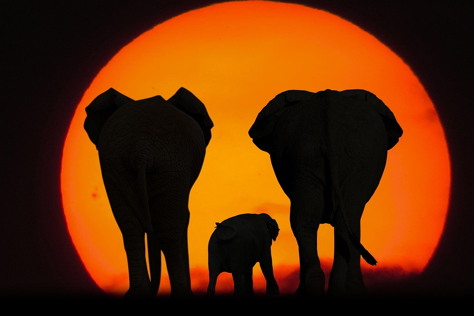 Elephants Family Sunset - Free photo on Pixabay