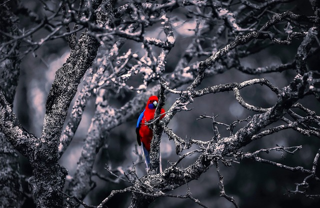 Free Parrot Bird photo and picture