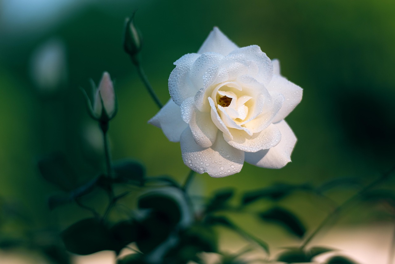 Rose Fleur Blanche Photo gratuite sur Pixabay Pixabay