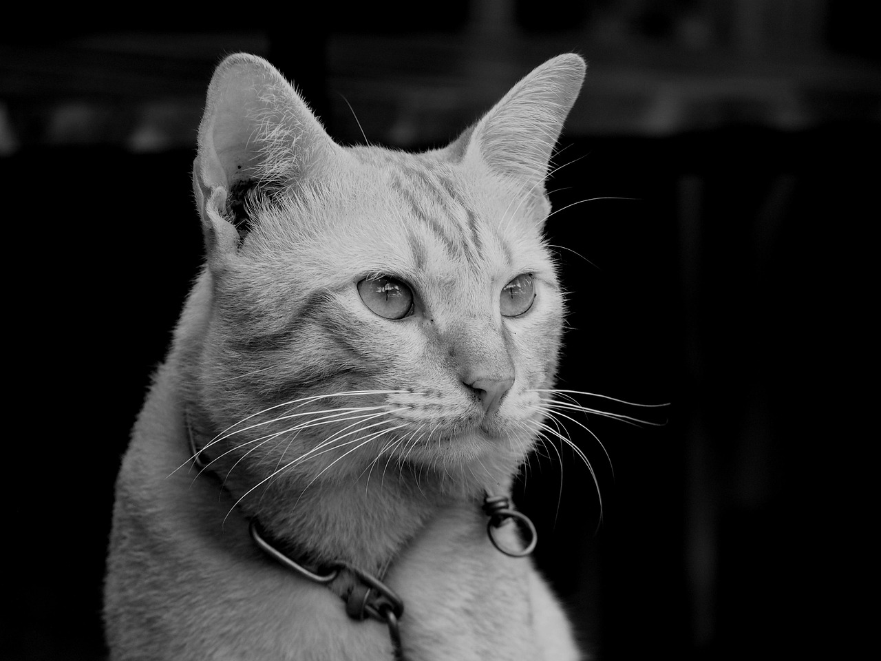 Animal Cat Black And White - Free photo on Pixabay - Pixabay
