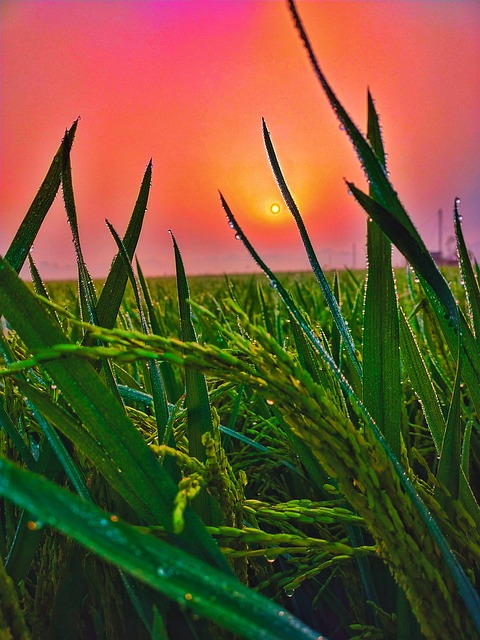 Reis, Feld, Sonnenaufgang