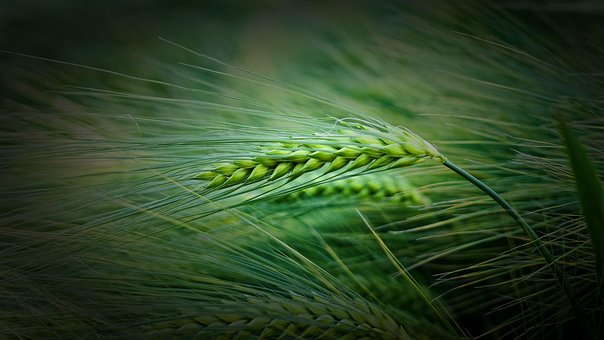 Granen, Gebied, Landbouw, Planten
