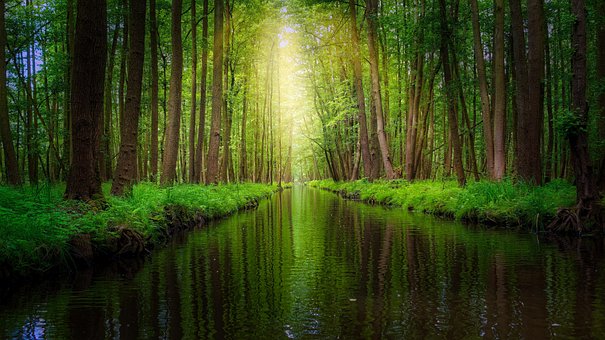 Spreewald, Rivier, Woud, Bomen, Water
