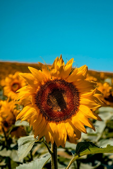 Free Sunflowers Flowers photo and picture