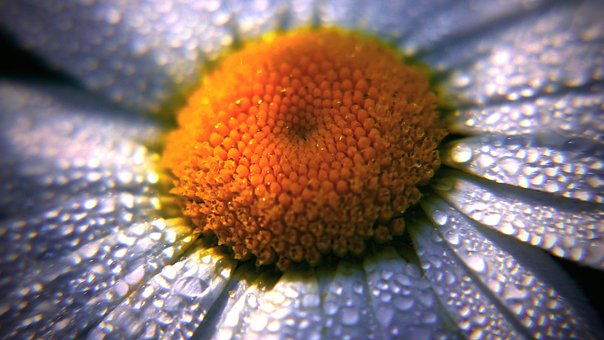 Gänseblümchen, Blume, Kamille