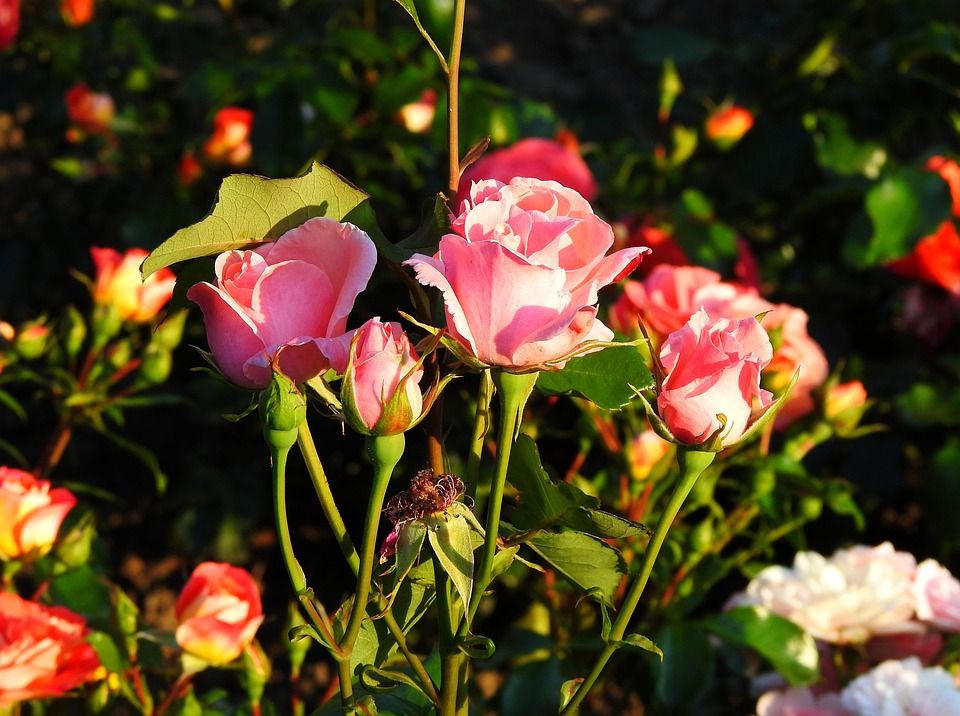 Rosen Blumen Rosa - Kostenloses Foto auf Pixabay - Pixabay