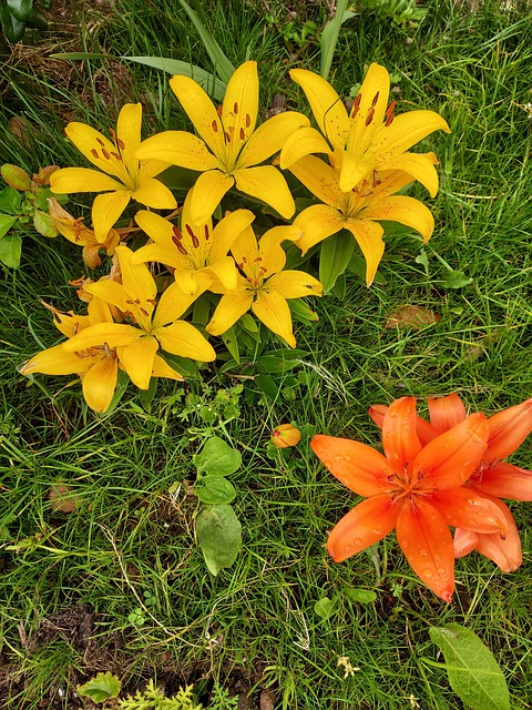 Motivasjon, Blomster, Zen, Natur, Tenker