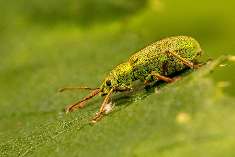 Bitel Insect Beetle Insect Nettle Weevil - Free photo on Pixabay - Pixabay