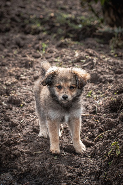 Free Dog Puppy photo and picture