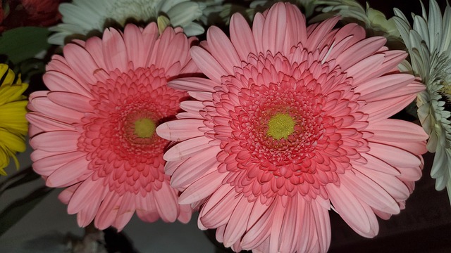 Duas Flores Rosa Bonitas Foto Gratuita No Pixabay Pixabay