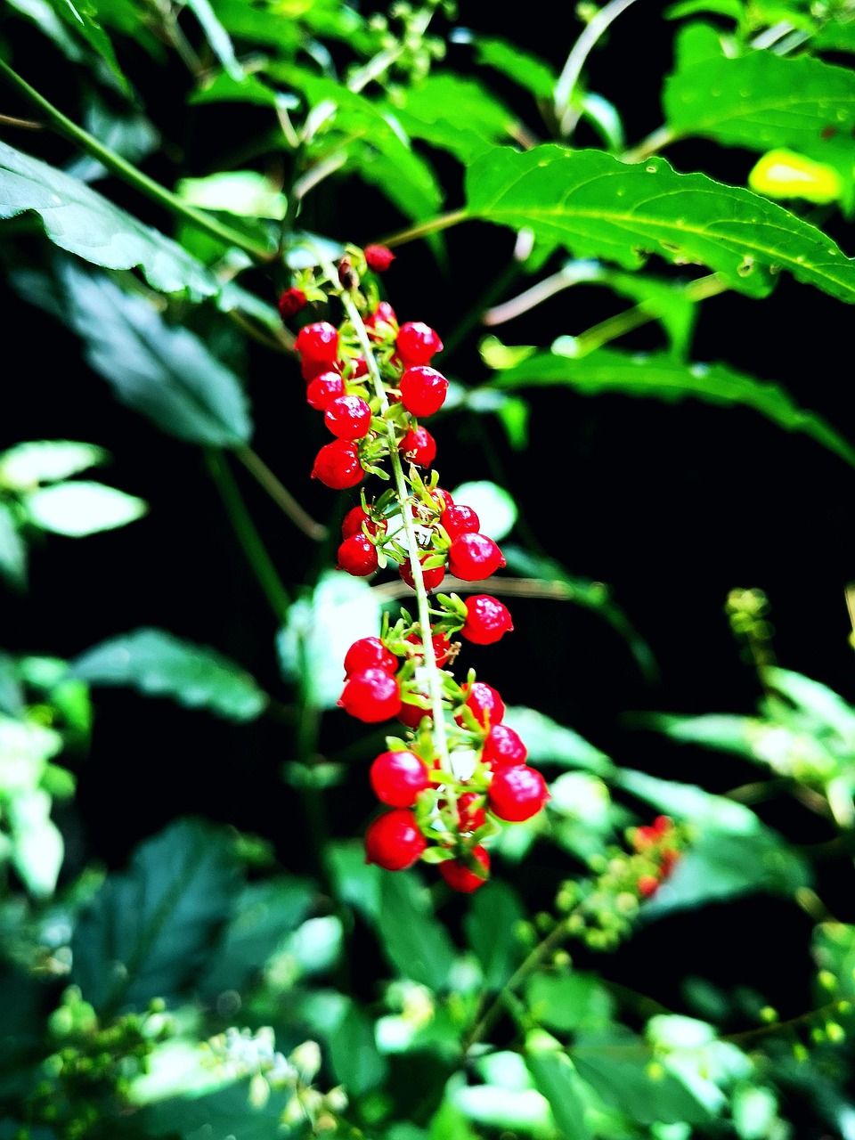 Bloodberry Rougeberry Rivina - Foto gratuita no Pixabay - Pixabay