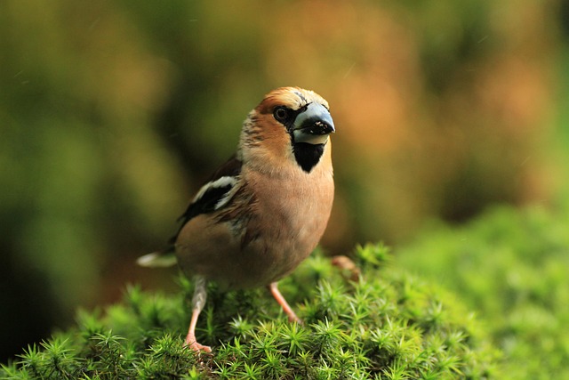 Free Hawfinch Bird photo and picture