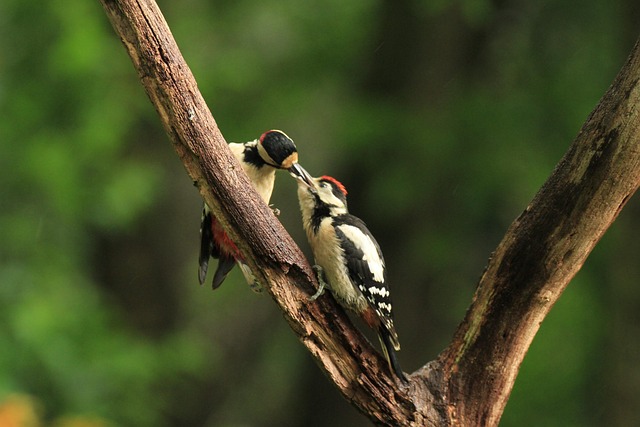 Free Great Spotted Woodpeckers Birds photo and picture