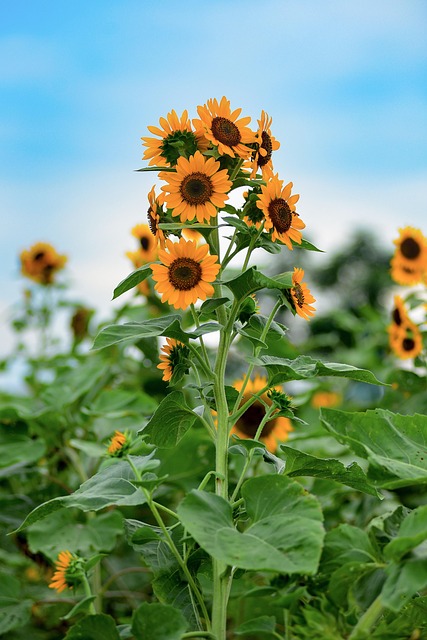 Girasoles, Hermosas Flores, Flores