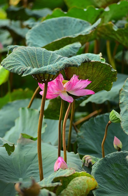 Loto, Flor, Hermosas Flores, Naturaleza