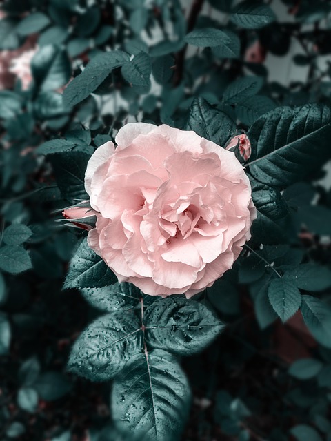 Rosa, Flor, Pétala, Amor, Floral, Macro