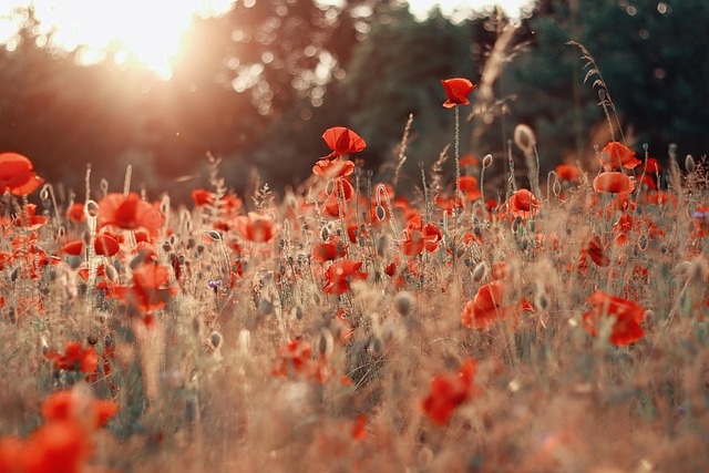 Free Poppies Garden photo and picture