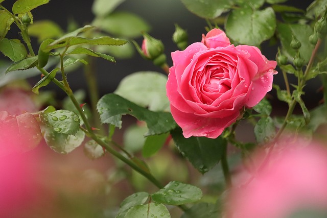Free Rose Flower photo and picture