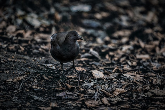 Free Rail Bird photo and picture