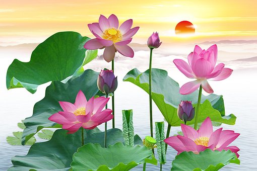 Lotos, Flores, Flores De Loto