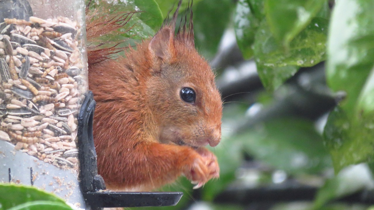 Eichhörnchen Garten Vogelfutter Kostenloses Foto auf Pixabay Pixabay