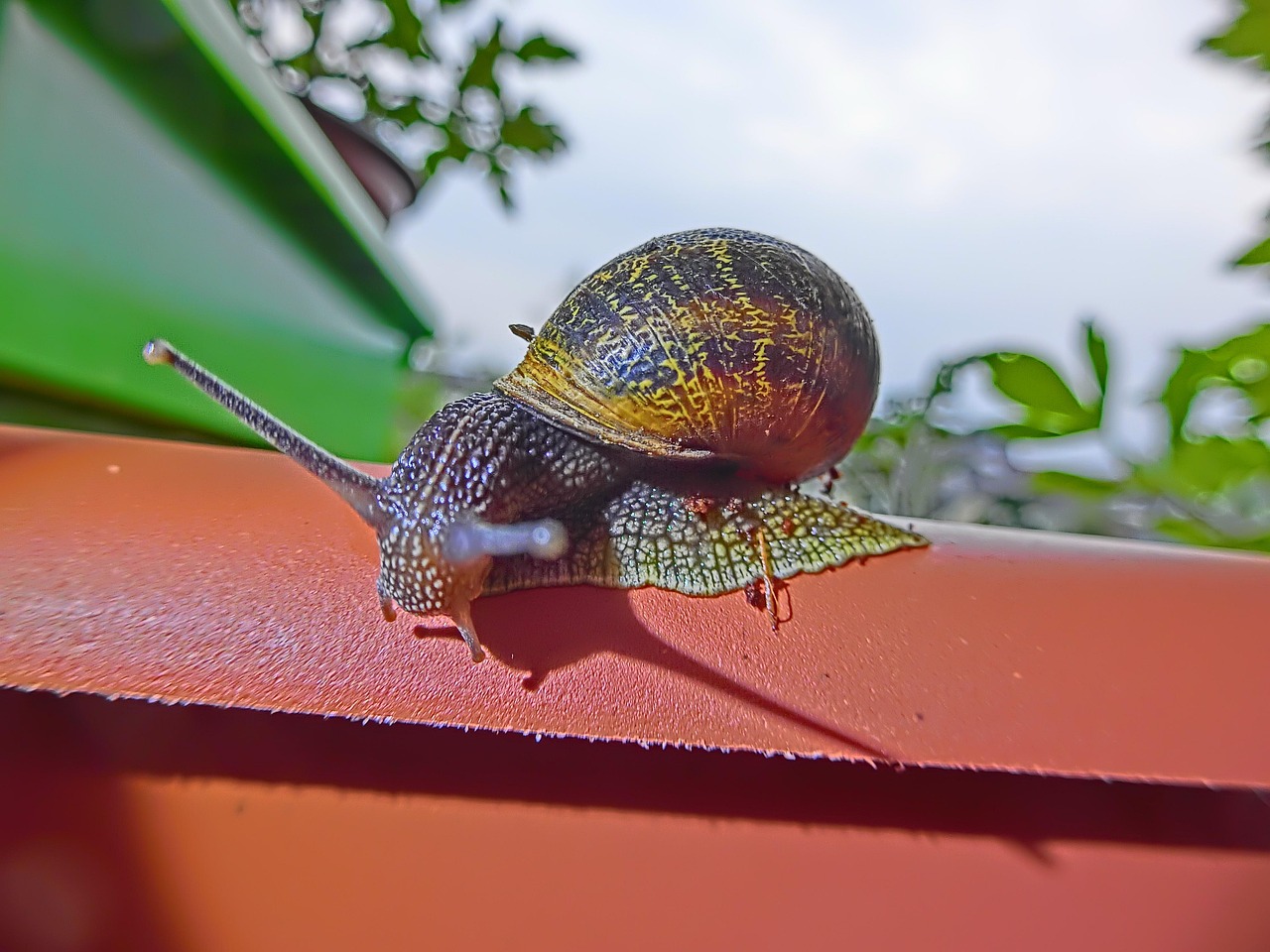 Siput Kerang Lambat - Foto gratis di Pixabay