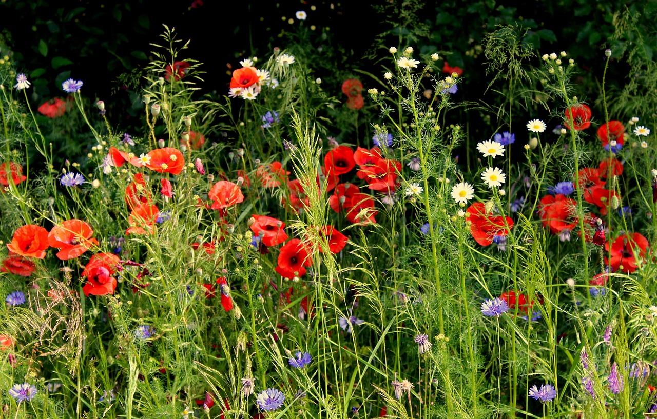 https://cdn.pixabay.com/photo/2021/06/25/18/20/flowers-6364404_1280.jpg
