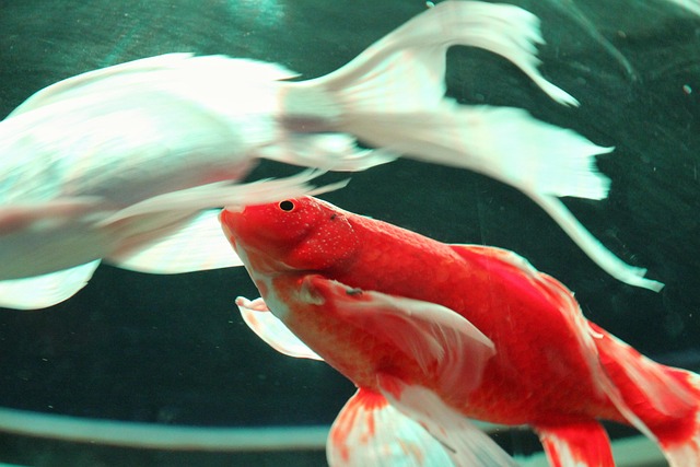 Aquarium Poisson Rouge - Photo gratuite sur Pixabay - Pixabay