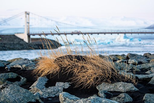 Free Grass Coast photo and picture