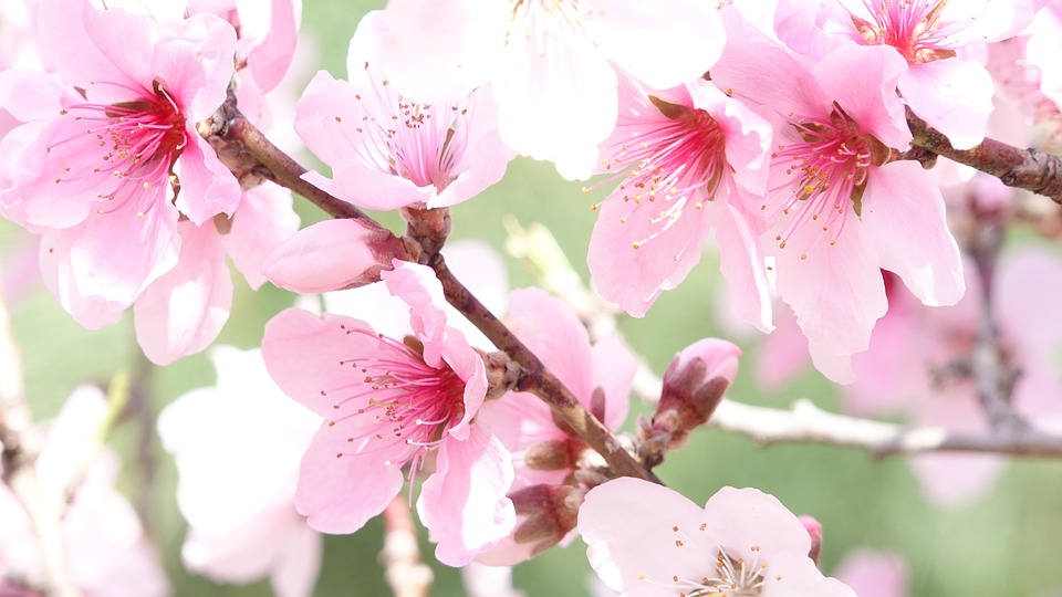 さくら フラワーズ 桜 - Pixabayの無料写真