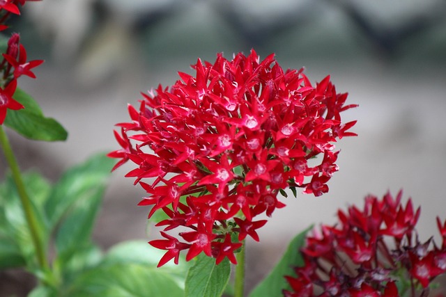Egyptian Starcluster, Flowers