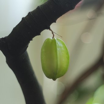 Sap, Eten, Smoothie, Gezondheid, Gezond