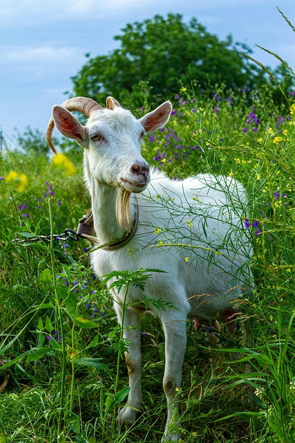 Free Goat Animal photo and picture
