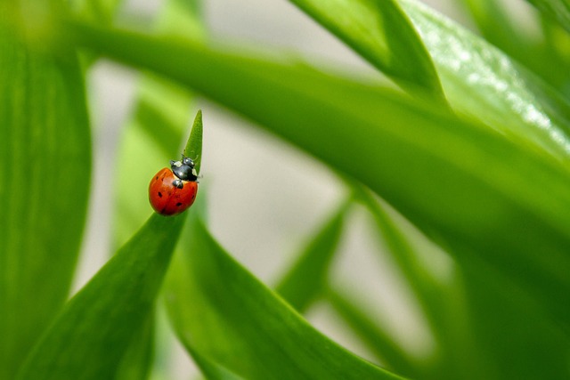 Free Ladybug Beetle photo and picture