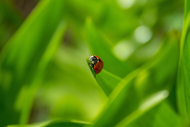 Free Ladybug Beetle photo and picture