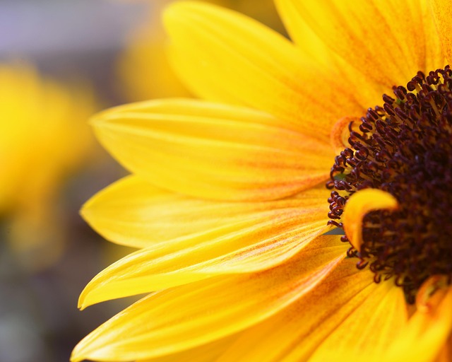 Zonnebloem, Bloem, Gele Bloem