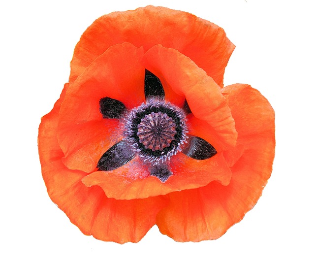 Free Flowers Petals photo and picture