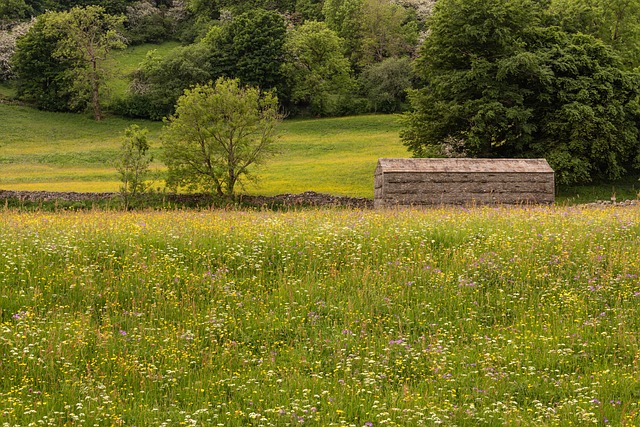 Trockenmauern, Wiese, Wilde Blumen