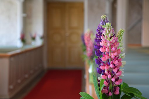 Blumen, Lupinus, Kirche, Flora