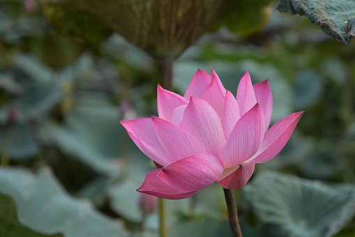 Loto, Flor, Flor De Loto, Flor Rosa
