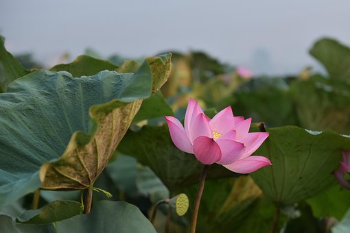 Loto, Flor, Flor De Loto, Flor Rosa