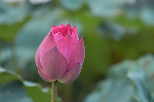 Loto, Fondo De La Flor, Flor