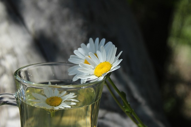 Free Chamomile Tea photo and picture